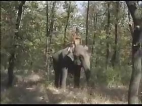 Queen be expeditious for the Elephants